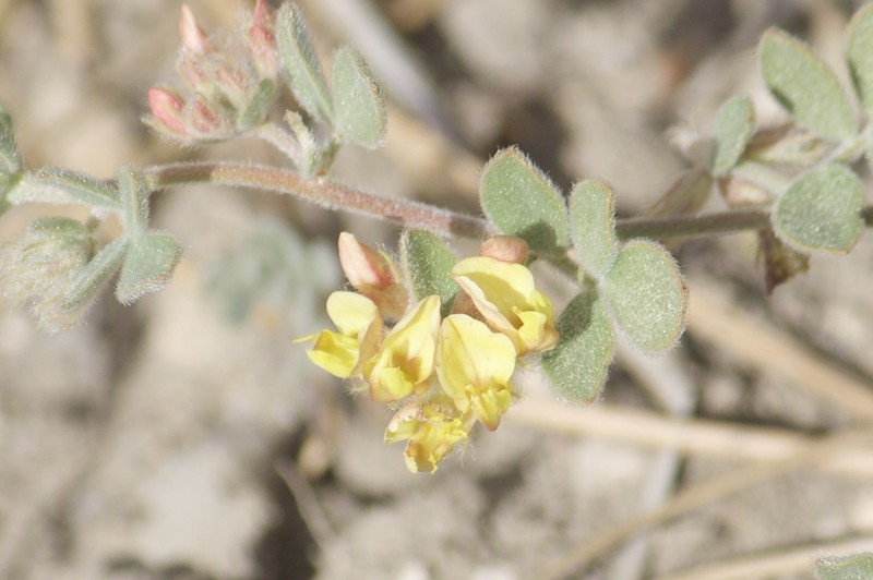 Acmispon decumbens var. davidsonii photo 5