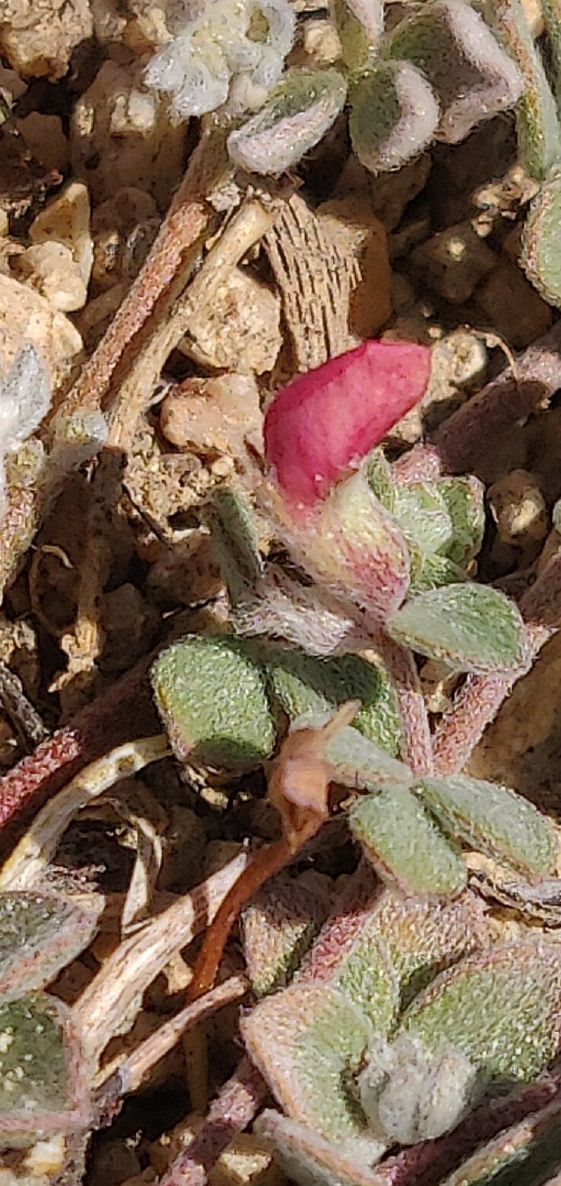 Acmispon decumbens var. davidsonii photo 6