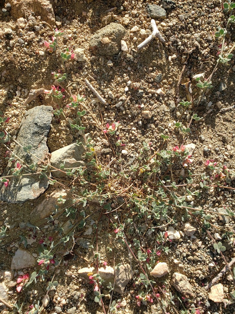 Acmispon decumbens var. davidsonii photo 7