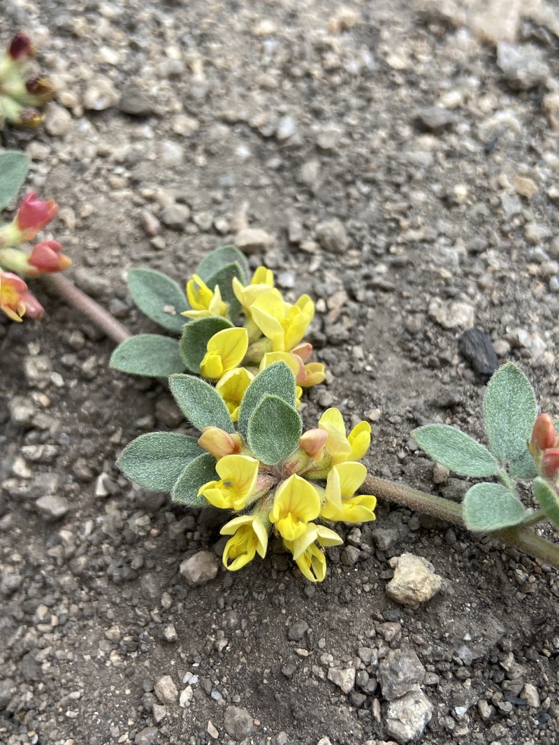 Acmispon decumbens var. davidsonii photo 8