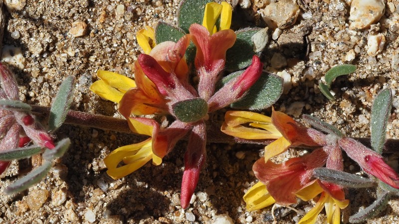 Nevada Bird's-Foot Trefoil