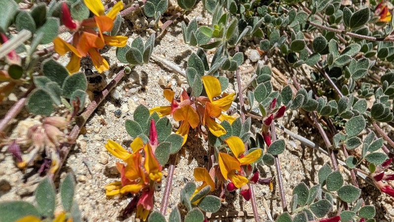Nevada Bird's-Foot Trefoil photo 2