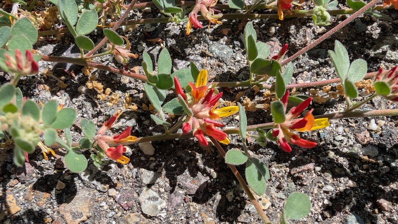 Nevada Bird's-Foot Trefoil photo 3