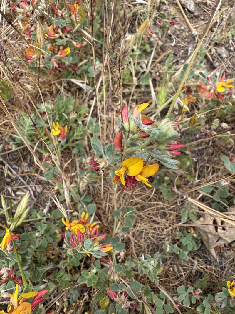 Nevada Bird's-Foot Trefoil photo 4