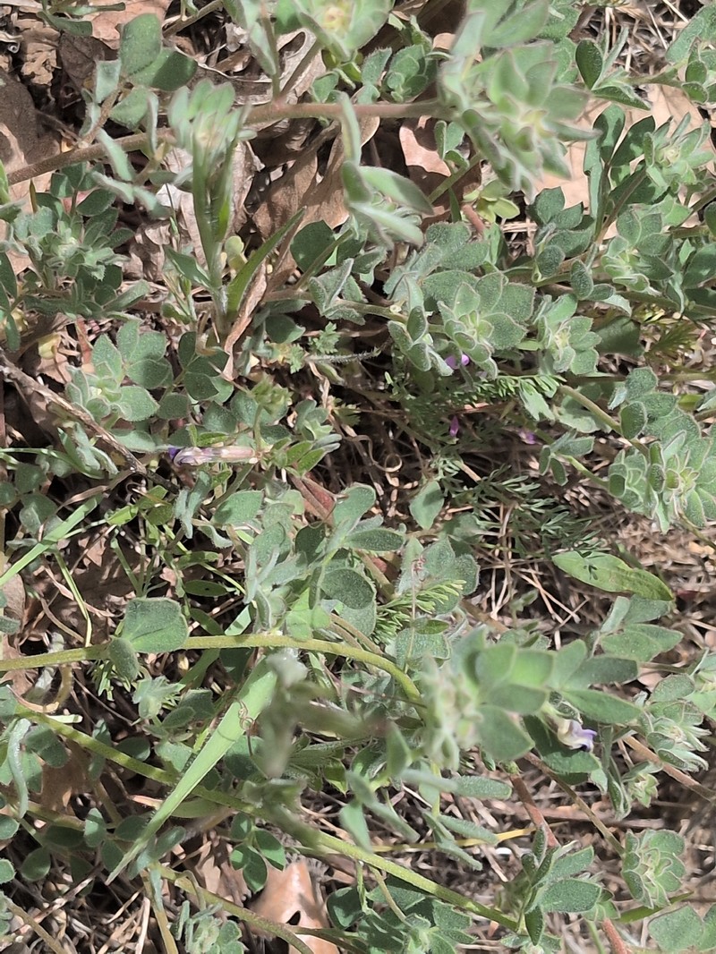 Nevada Bird's-Foot Trefoil photo 5