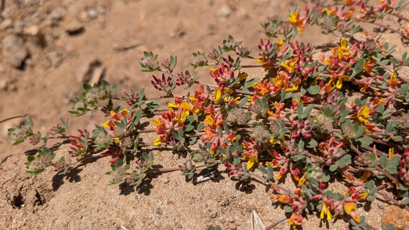 Nevada Bird's-Foot Trefoil photo 6
