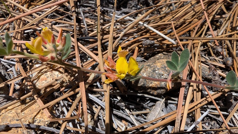 Nevada Bird's-Foot Trefoil photo 8