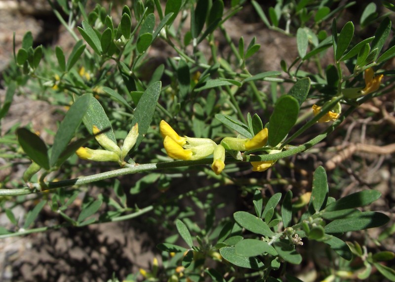 Island Broom