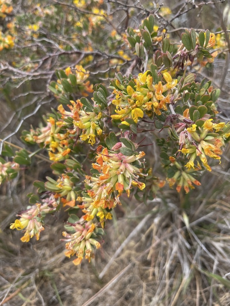 Island Broom photo 3