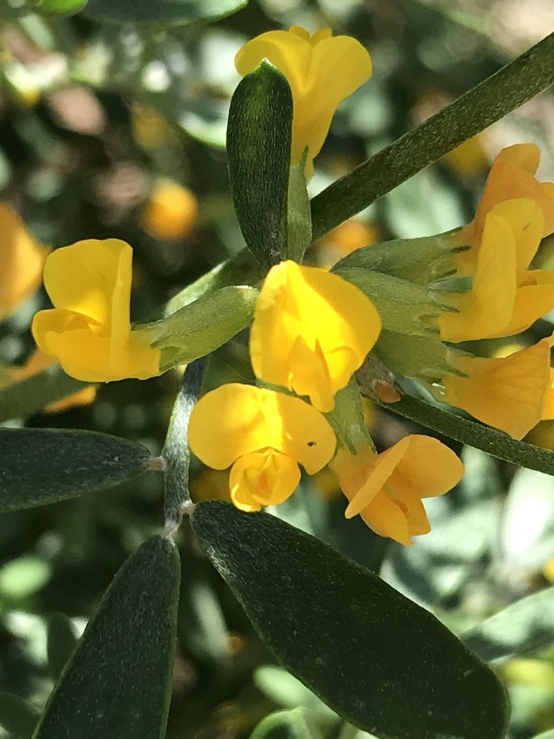 Island Broom photo 5