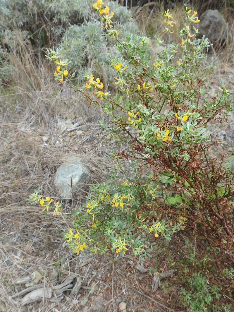 Island Broom photo 7