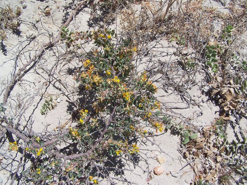 Island Broom photo 8