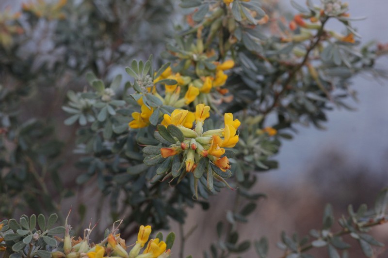 Acmispon dendroideus var. dendroideus