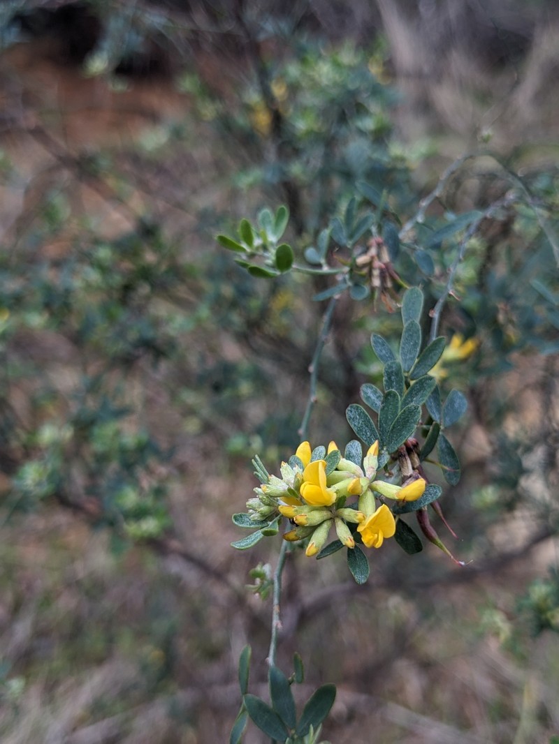 Acmispon dendroideus var. dendroideus photo 2