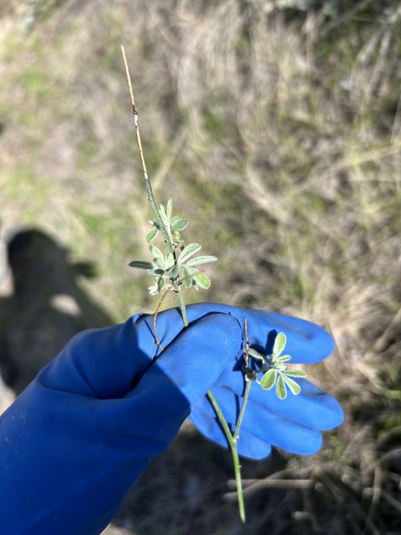 Acmispon dendroideus var. dendroideus photo 3