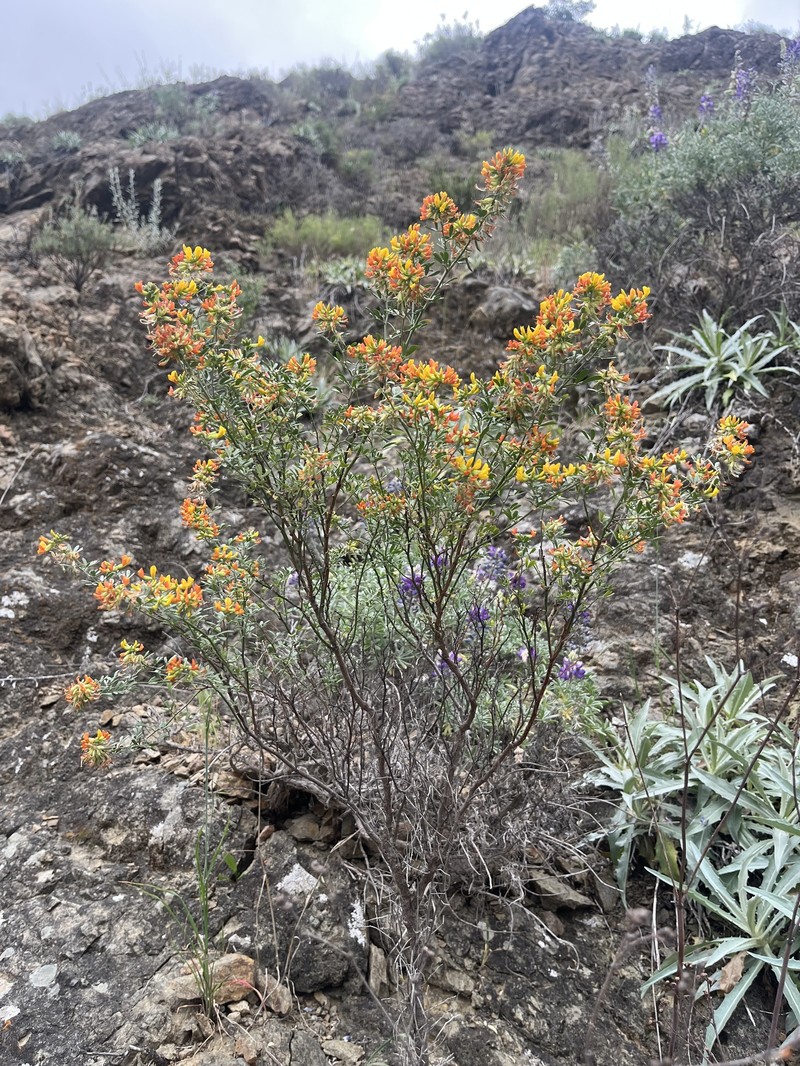 Acmispon dendroideus var. dendroideus photo 4