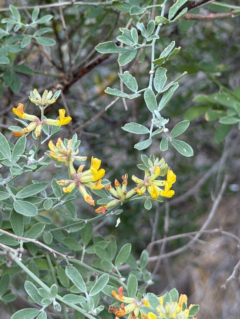 Acmispon dendroideus var. dendroideus photo 5