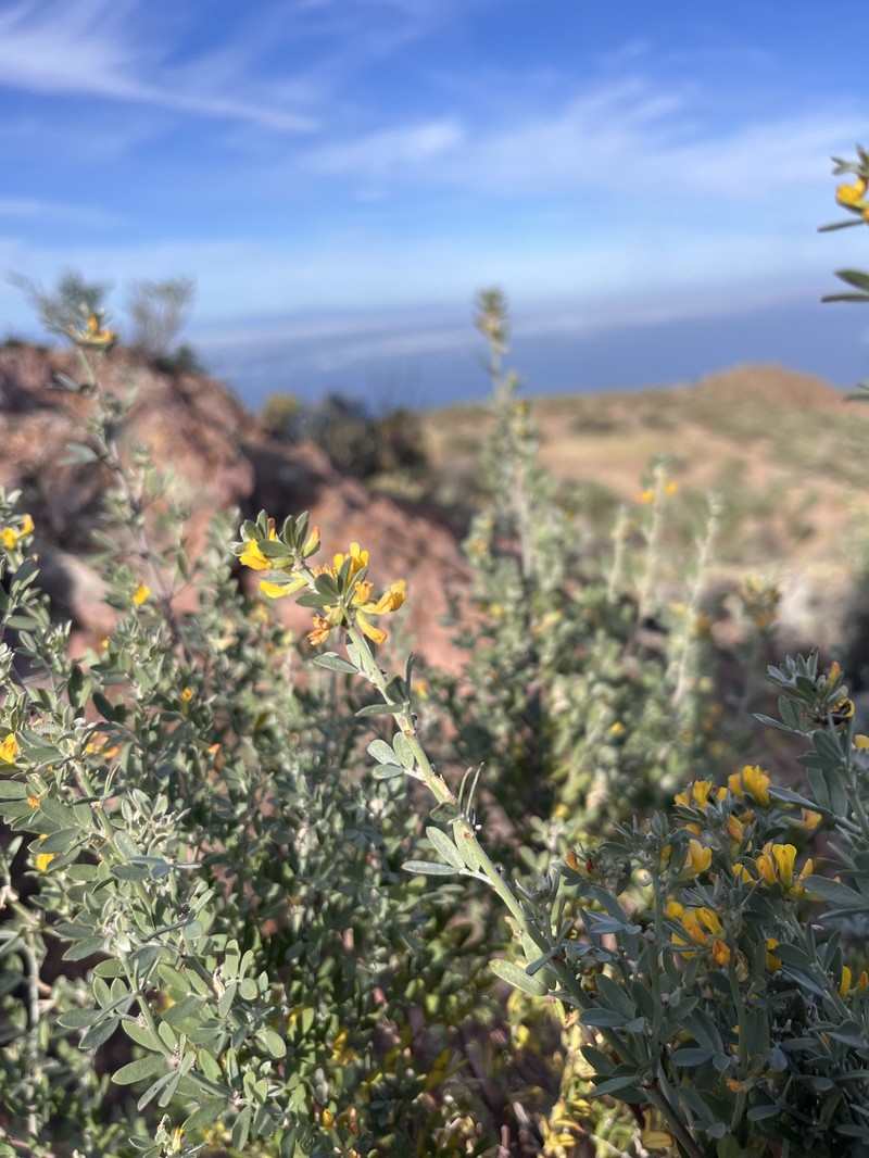 Acmispon dendroideus var. dendroideus photo 6
