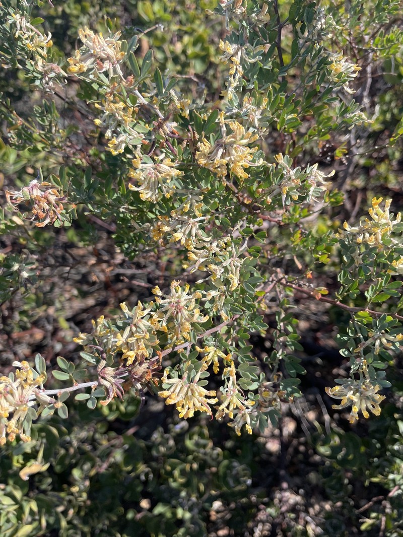 Acmispon dendroideus var. dendroideus photo 7