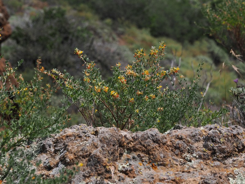Acmispon dendroideus var. dendroideus photo 8