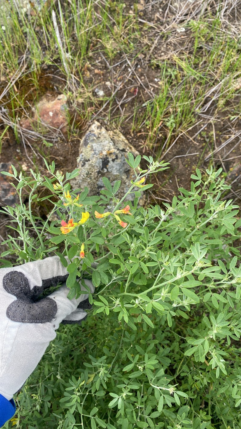 Acmispon dendroideus var. traskiae