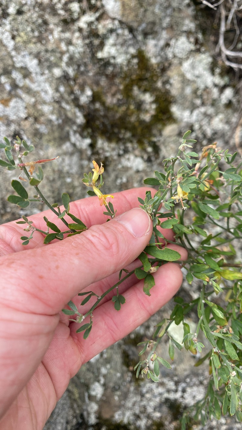 Acmispon dendroideus var. traskiae photo 2
