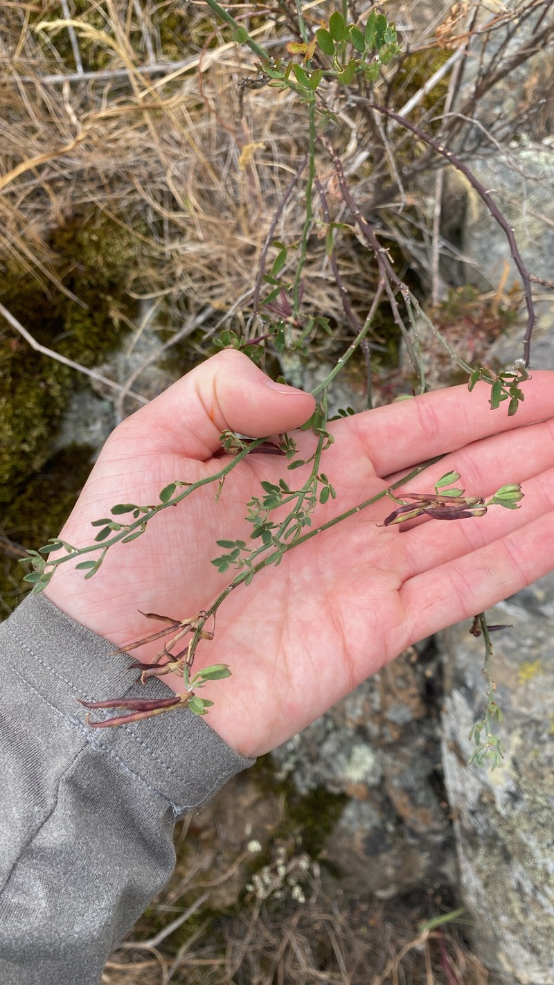 Acmispon dendroideus var. traskiae photo 3