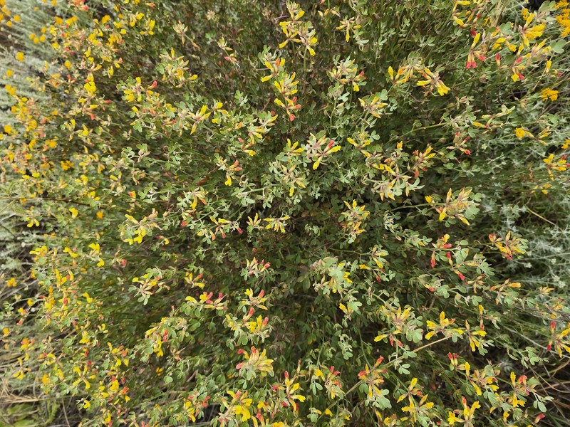 Acmispon dendroideus var. traskiae photo 4