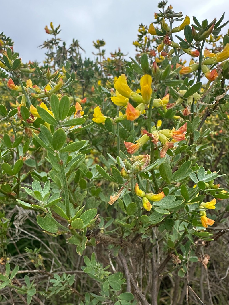 Acmispon dendroideus var. traskiae photo 5