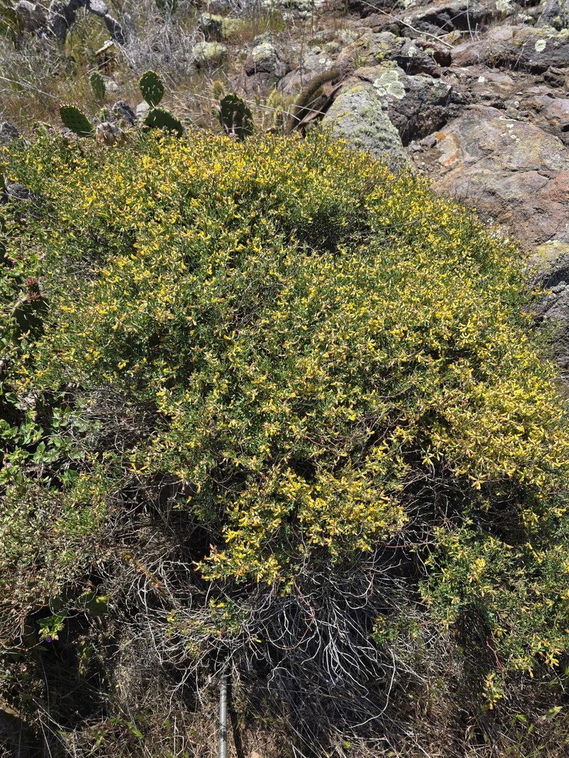 Acmispon dendroideus var. traskiae photo 6