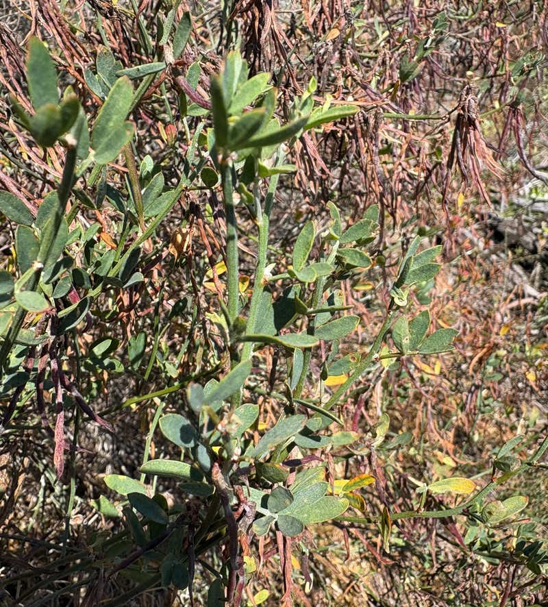 Acmispon dendroideus var. traskiae photo 7