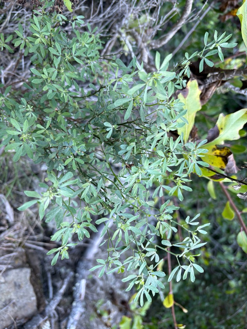 Acmispon dendroideus var. traskiae photo 8