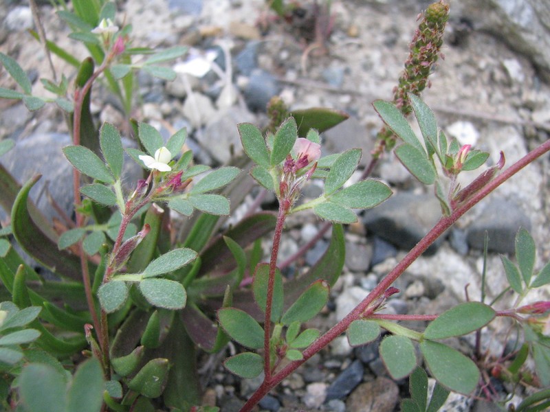 Riverbar Bird's-Foot Trefoil