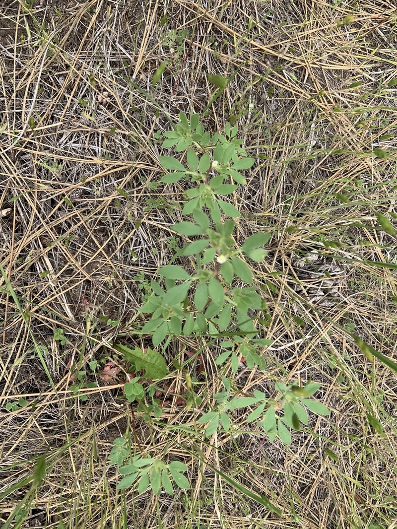 Riverbar Bird's-Foot Trefoil photo 2