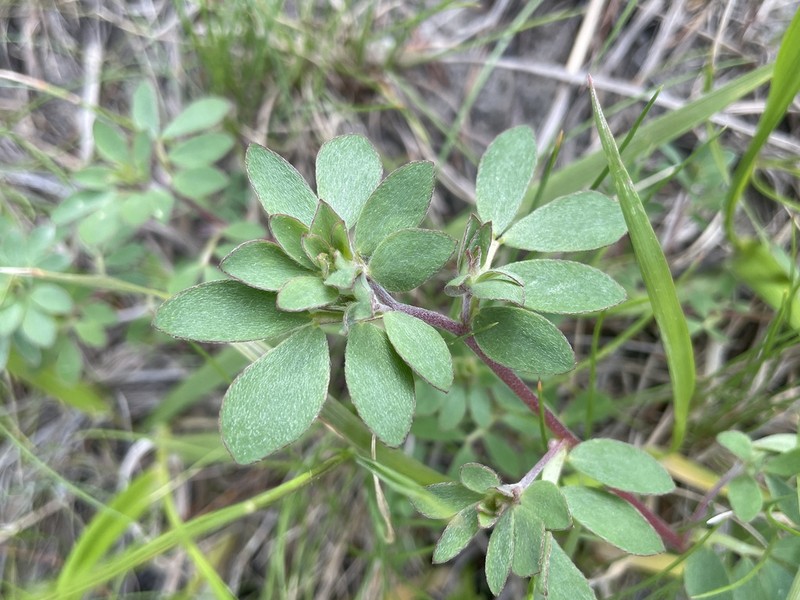 Riverbar Bird's-Foot Trefoil photo 4