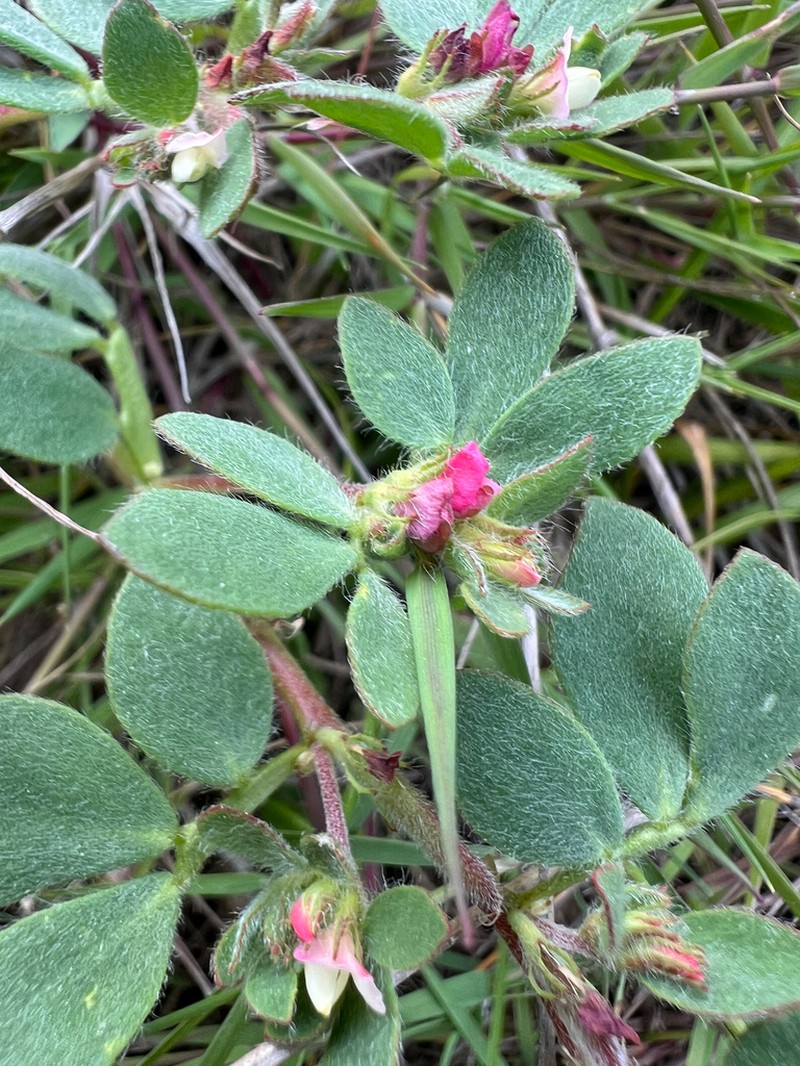 Riverbar Bird's-Foot Trefoil photo 5