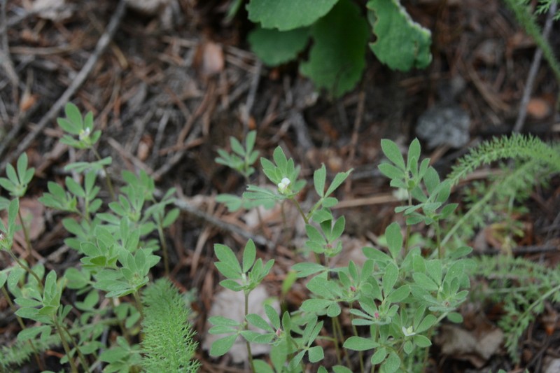 Riverbar Bird's-Foot Trefoil photo 6