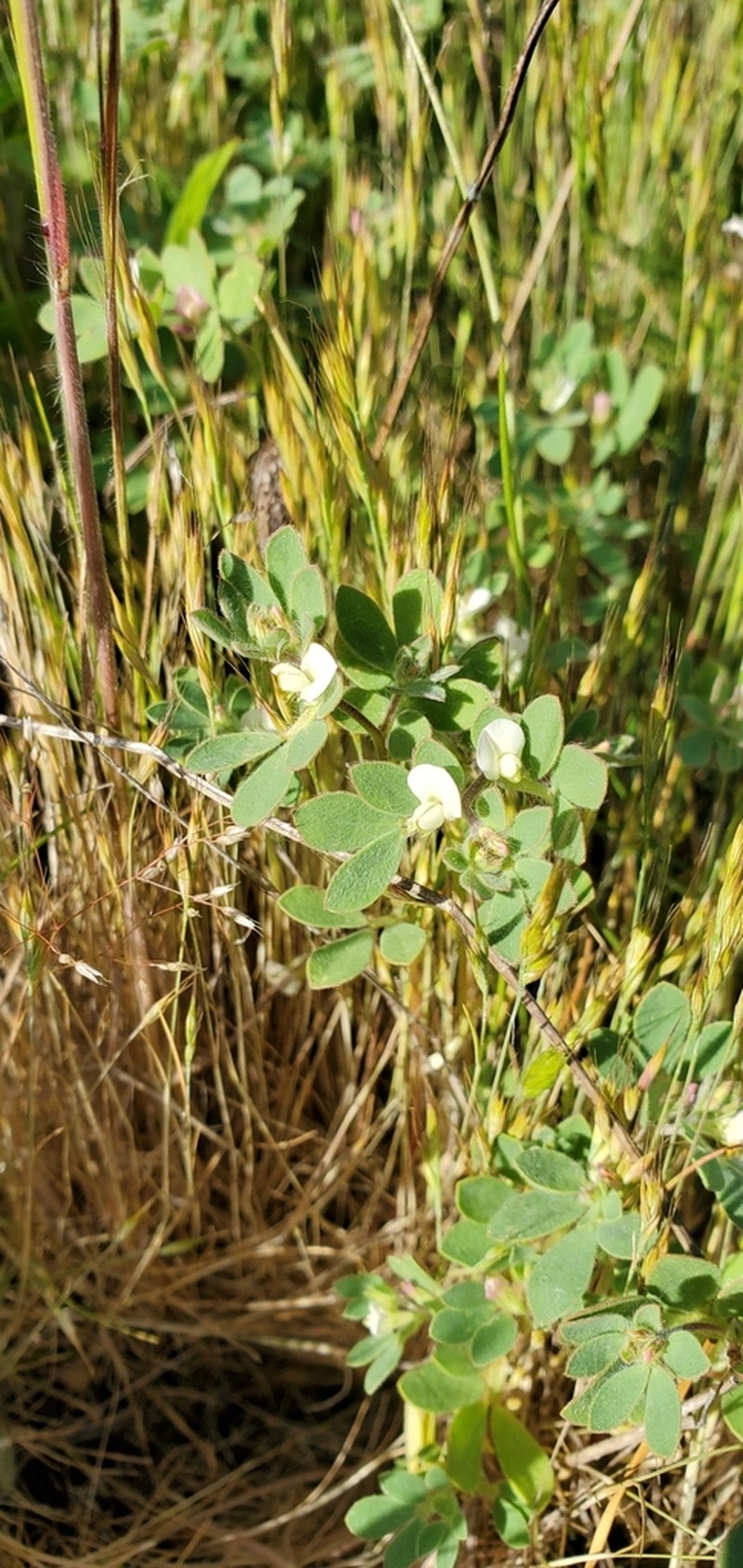 Riverbar Bird's-Foot Trefoil photo 7