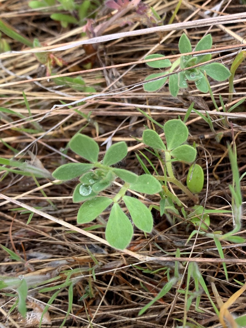Riverbar Bird's-Foot Trefoil photo 8