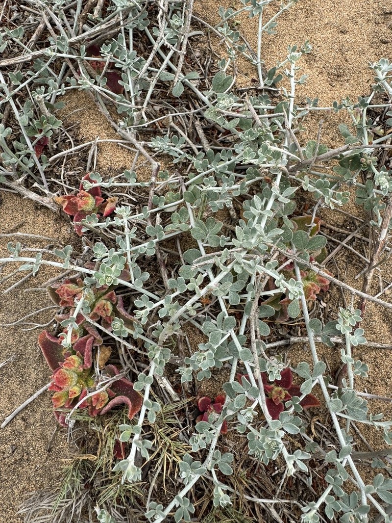 Acmispon distichus