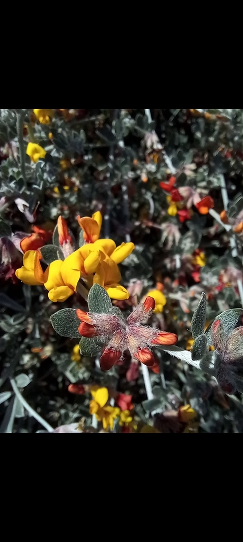 Acmispon distichus photo 3