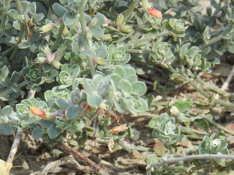 Acmispon distichus photo 4