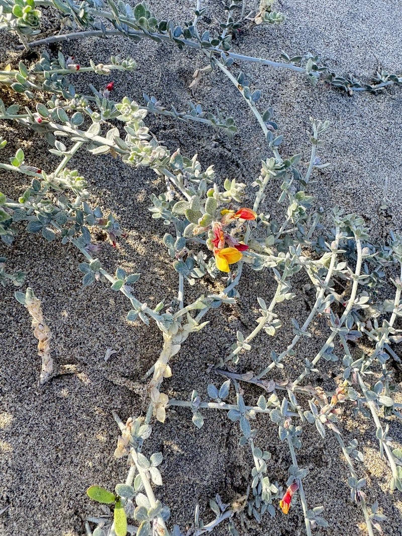 Acmispon distichus photo 5
