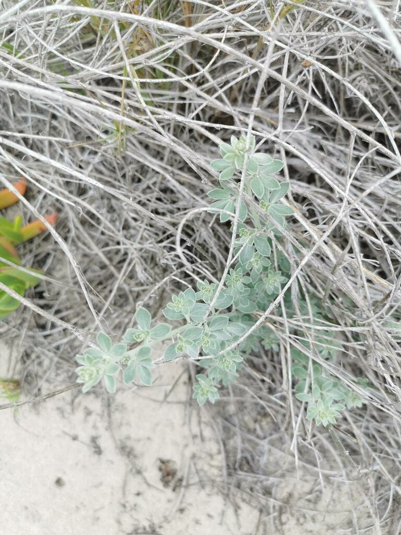 Acmispon distichus photo 6