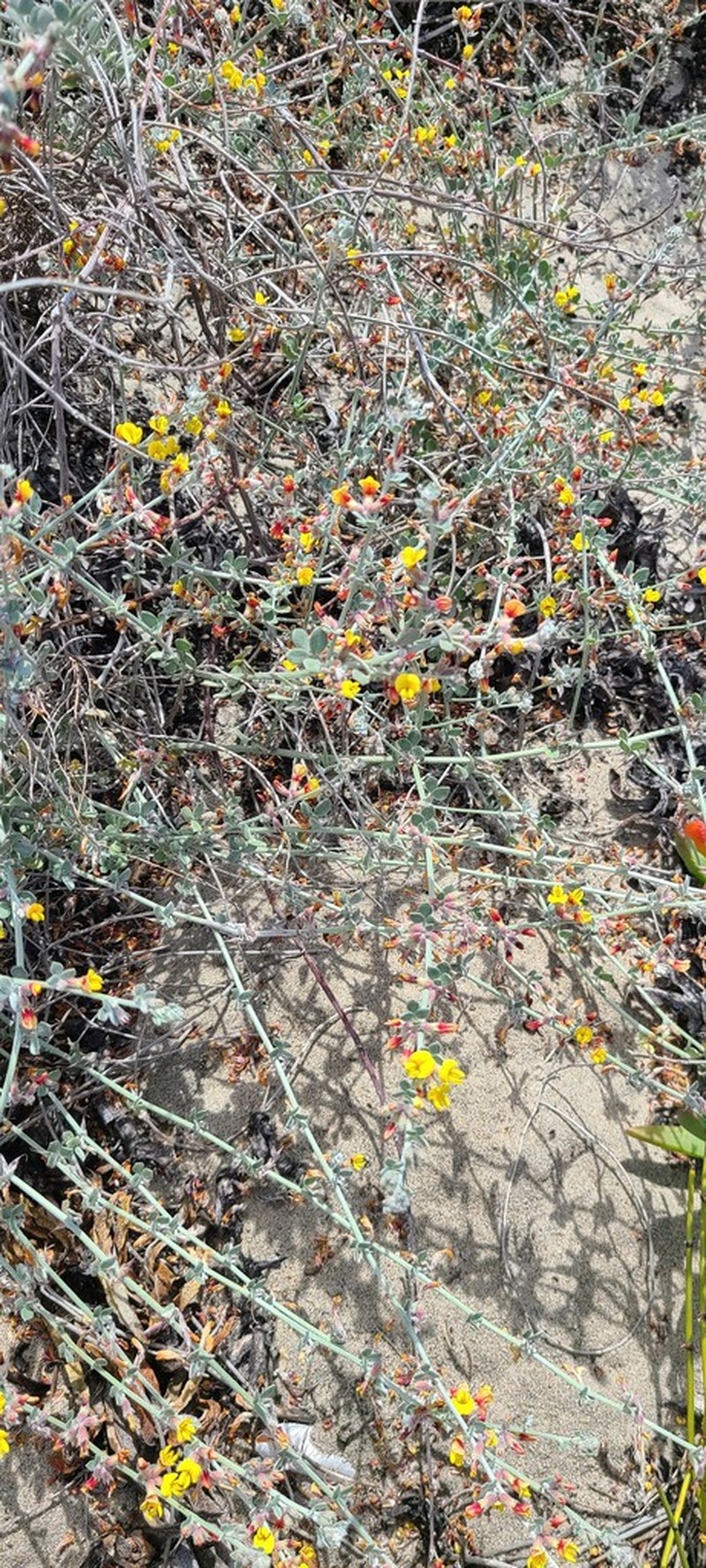 Acmispon distichus photo 7