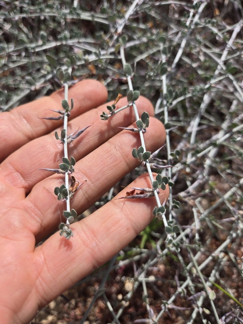 Acmispon distichus photo 8