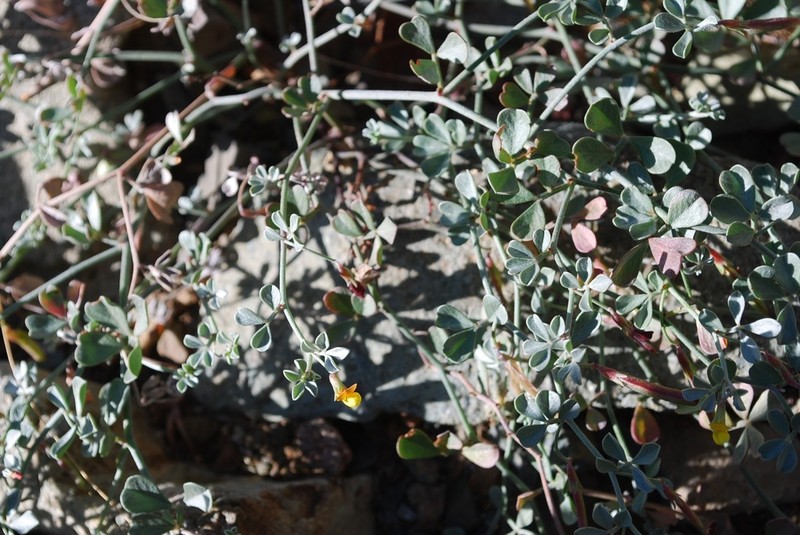 Acmispon flexuosus