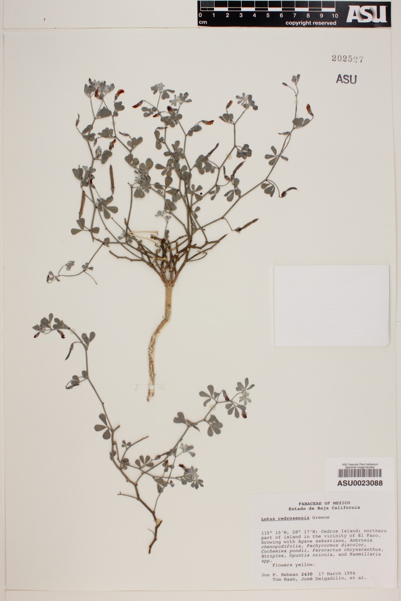 Acmispon flexuosus photo 2