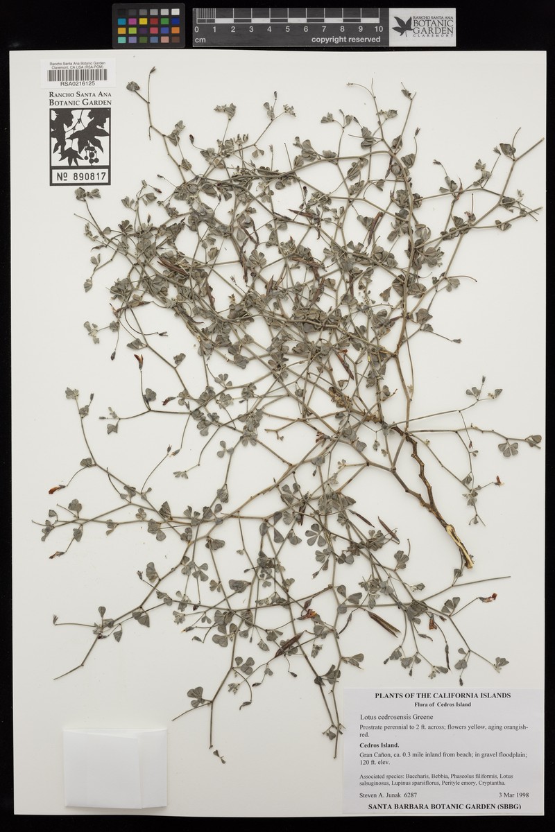 Acmispon flexuosus photo 3