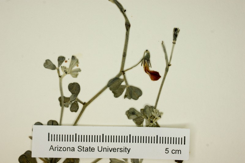 Acmispon flexuosus photo 4
